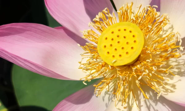 Цветок лотоса Краснодарский край